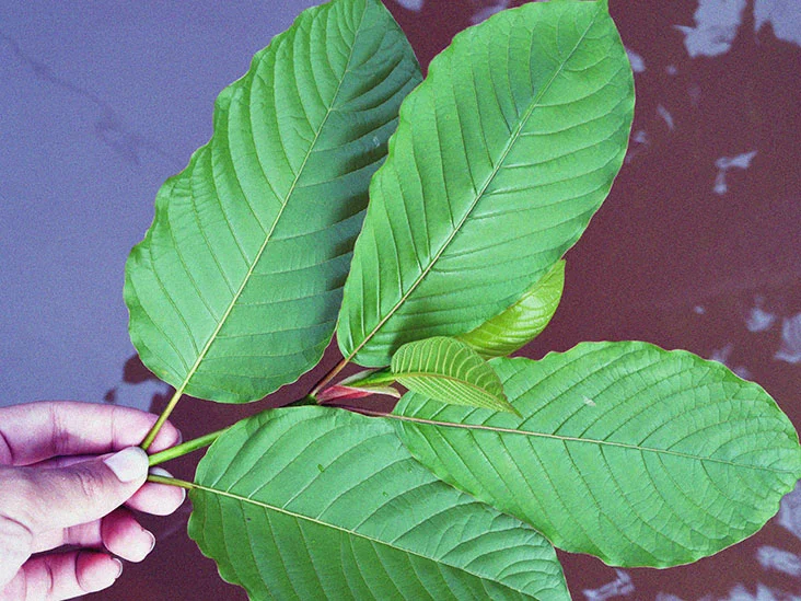 Red Malay Kratom